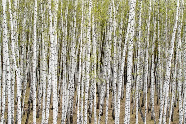 白いバーチの木の森の背景 — ストック写真