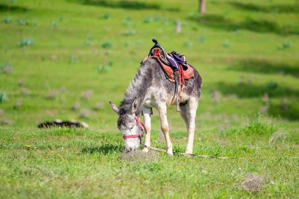 Âne Avec Une Selle Broutant Sur Herbe Verte Jour Été — Photo