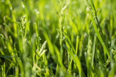 Güneşte yeşil çim, yağmur damlaları bokeh arka plan