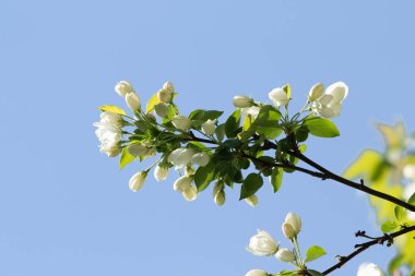 Mavi gökyüzünde yeşil yaprakları olan bir elma ağacının beyaz çiçekleri.