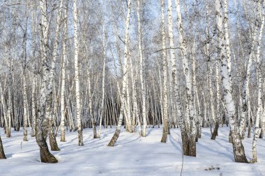 Huş ağacı orman kış manzarası.