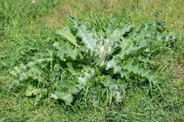 Bir tarlada dikenli çalıyeşil yaprakları.