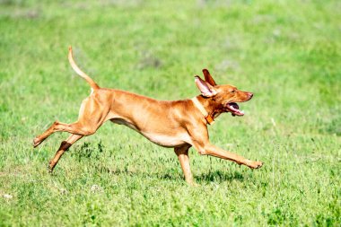 Av kırmızı köpek yeşil çim üzerinde çalışır. Yaz yeşili çayır.