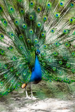 Peacock kuş güzel kuyruğunu yayıldı. Doğa kuş tavus kuşu.