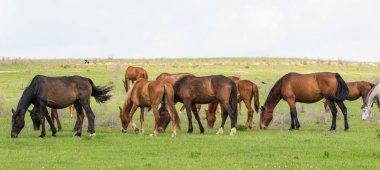 At yeşil bir çayır üzerinde yaz aylarında Otlanmış.
