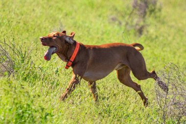 Avcılık Köpek av, yeşil çim, bahar manzara arayışı çalışır.