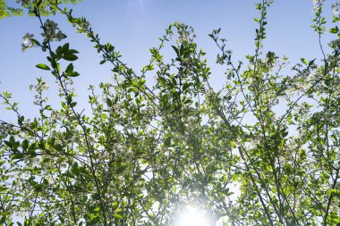 Mavi gökyüzüne karşı elma kiraz beyaz çiçekler. Doğa bahar.
