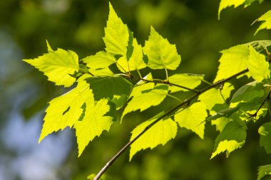 Bulanık arka planlı huş ağacıyaprakları olan bir dal.