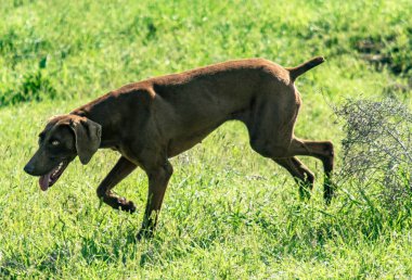 Köpek avcılık, doğa yeşil alan yaz.