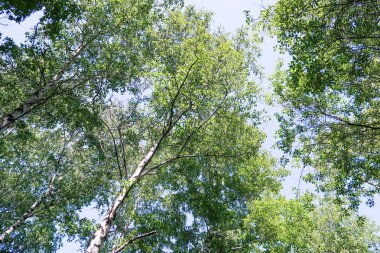Mavi gökyüzü, bahar doğa karşı aşağıda ağaçlar görünümü yeşil yaprakları.