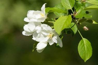 Çiçeklenme elma bahçesi. Elma ağaçları beyaz çiçekler, yeşil yaprakları yakın.