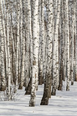 Huş ağacı orman kış manzarası.