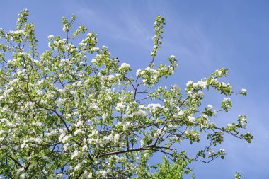 Mavi gökyüzüne karşı elma kiraz beyaz çiçekler. Doğa bahar.