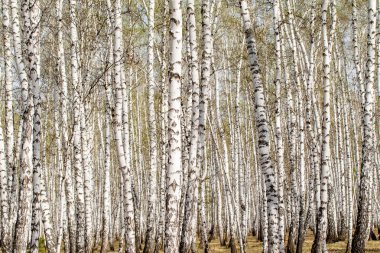 Beyaz huş ağaçları orman arka plan, bahar.