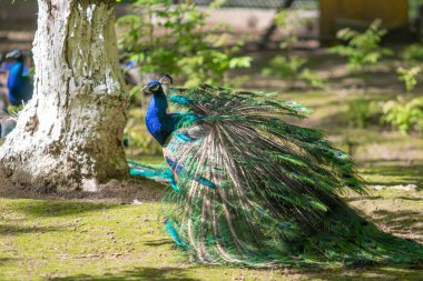 Peacock kuş güzel kuyruğunu yayıldı. Doğa kuş tavus kuşu.