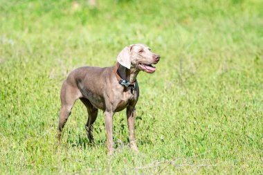 Köpek avcılık, doğa yeşil alan yaz.