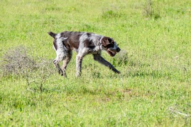 Köpek avcılık, doğa yeşil alan yaz.