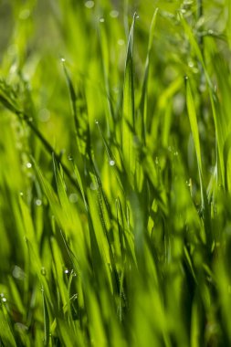 Güneşte yeşil çim, yağmur damlaları bokeh arka plan