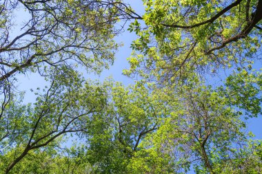 Mavi gökyüzü, bahar doğa karşı aşağıda ağaçlar görünümü yeşil yaprakları.