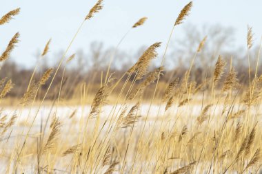 Mavi gökyüzüne karşı sazlık kuru dalları