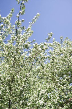 Mavi gökyüzüne karşı elma kiraz beyaz çiçekler. Doğa bahar.