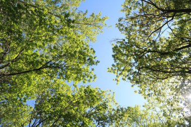 Mavi gökyüzü, bahar doğa karşı aşağıda ağaçlar görünümü yeşil yaprakları.