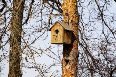Wooden birdhouse on the tree, spring closeup.