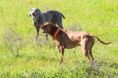 Avcılık Köpek av, yeşil çim, bahar manzara arayışı çalışır.