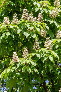 Yeşil yeşillik ile beyaz kestane çiçekleri.