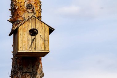 Wooden birdhouse on the tree, spring closeup.