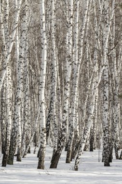 Huş ağacı orman kış manzarası.