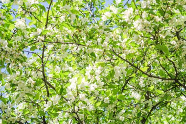 Mavi gökyüzüne karşı elma kiraz beyaz çiçekler. Doğa bahar.