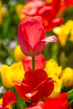 Parlak lale çiçekleri, saha doğası.