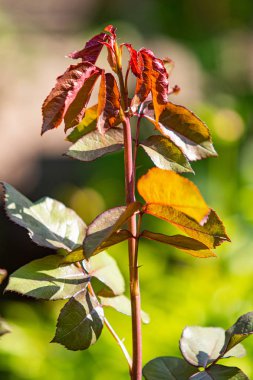 Yeşil çalı gülleri güneşin önünde bırakır.