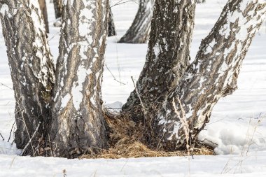Huş ağacı orman kış manzarası.