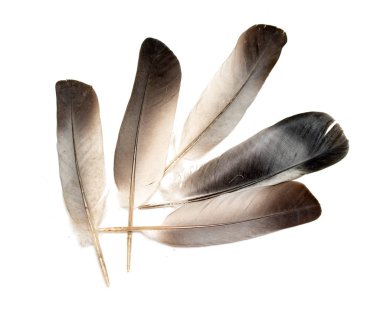 Beyaz arkaplanda kuş tüyü.