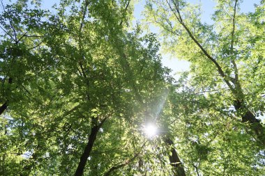 Mavi gökyüzü, bahar doğa karşı aşağıda ağaçlar görünümü yeşil yaprakları.