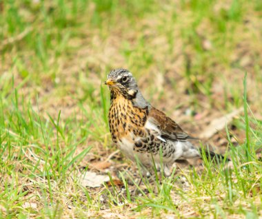 Yeşil çim içinde Song Thrush. Doğa kuşlar WESTA.