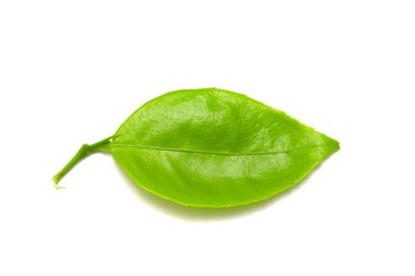 Beyaz arkaplanda yeşil yaprak izole edildi