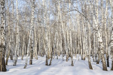 Huş ağacı orman kış manzarası.