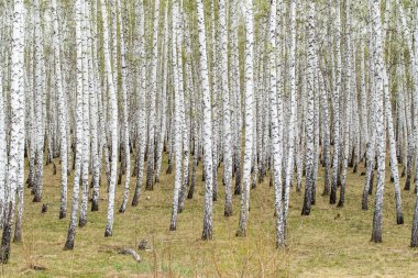 Huş ağaçları orman çim erken bahar orman alan.