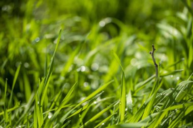 Güneşte yeşil çim, yağmur damlaları bokeh arka plan