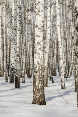 Huş ağacı orman kış manzarası.