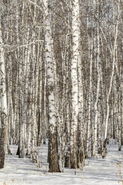 Huş ağacı orman kış manzarası.