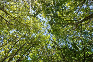 Mavi gökyüzü, bahar doğa karşı aşağıda ağaçlar görünümü yeşil yaprakları.