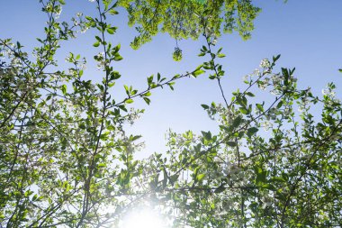 Mavi gökyüzüne karşı elma kiraz beyaz çiçekler. Doğa bahar.