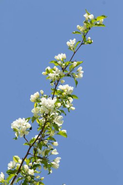 Mavi gökyüzünde yeşil yaprakları olan bir elma ağacının beyaz çiçekleri.