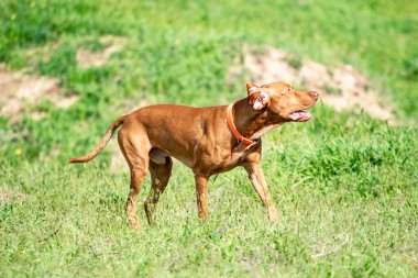 Av kırmızı köpek yeşil çim üzerinde çalışır. Yaz yeşili çayır.