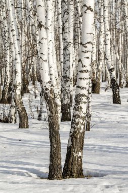 Huş ağacı orman kış manzarası.