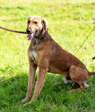Köpek avcılık, doğa yeşil alan yaz.